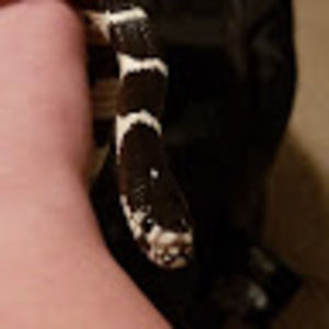 Meet your Posher, Jacob